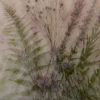 collage met varen en kattenstaart, meervoudig belicht