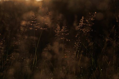 L'herbe dans la lumière du matin sur Jan