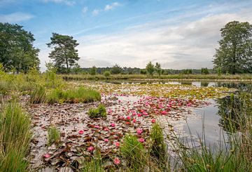 Waterlelies op Dwingelderveld van Kok and Kok
