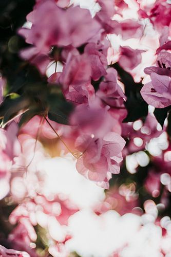 Bougainvillée