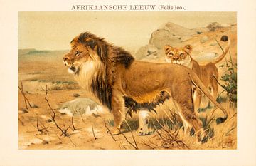 Antieke kleuren schoolplaat Afrikaanse leeuw van Studio Wunderkammer