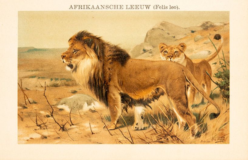 Plaque d'écolier ancienne en couleur Lion d'Afrique par Studio Wunderkammer