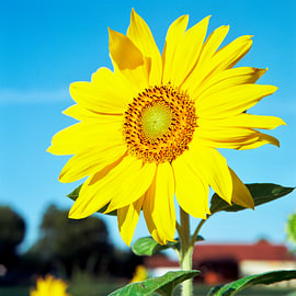 Sonnenblume (Helianthus annuus) von Rolleiflex Fine Art