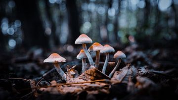 Mushrooms by Davadero Foto