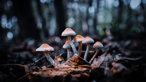 Champignons