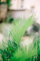 Palm