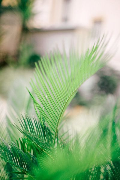 Palm by Laura de Roeck
