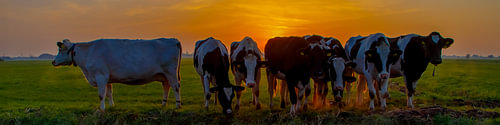 Des vaches au coucher du soleil 1 panorama sur Marjolein Deelen
