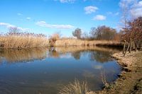 Rustig rivierlandschap met bomen en riet onder blauwe hemel