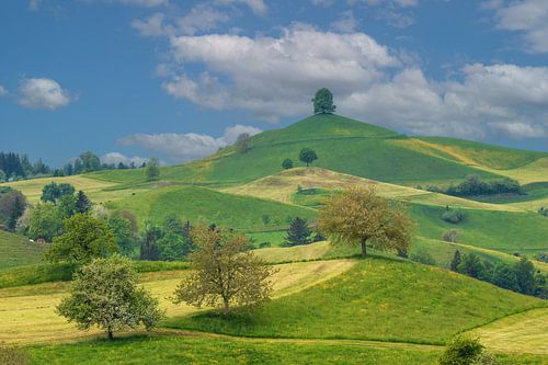 Rolling hills of Hirzel