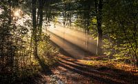 Bezauberndes Lichtspiel auf einem nebligen Waldweg bei Sonnenaufgang