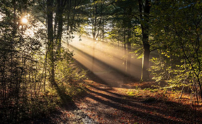 Jeux de lumière enchanteurs sur un sentier forestier brumeux au lever du soleil par Hevonax Photography