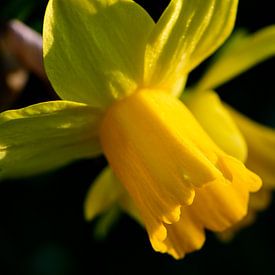 Sunny Daffodil by Gerard de Zwaan