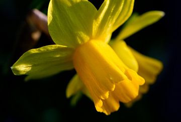 Sunny Daffodil