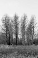 Bomen