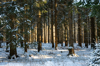 Winter im Thüringer Wald