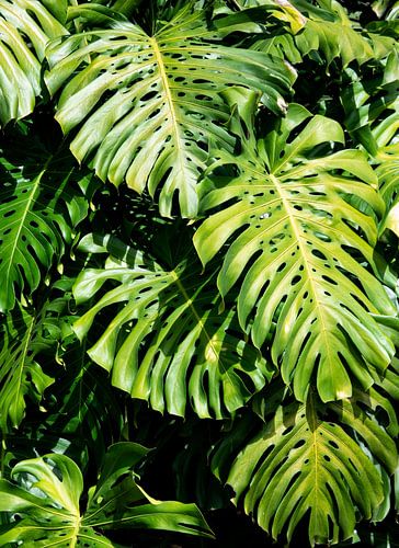 Vertikales Blättern