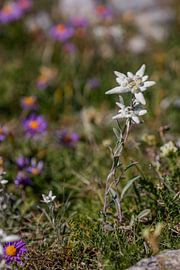 Blumen in den Bergen bei Saas Fee von Jacob Molenaar