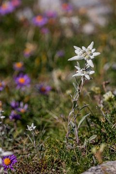 Flowers in the mountains near Saas Fee by Jacob Molenaar