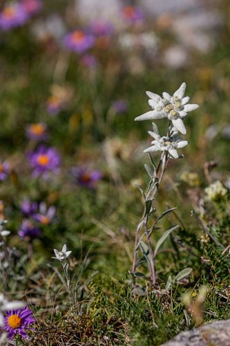 Bloemenpracht in de bergen bij Saas Fee