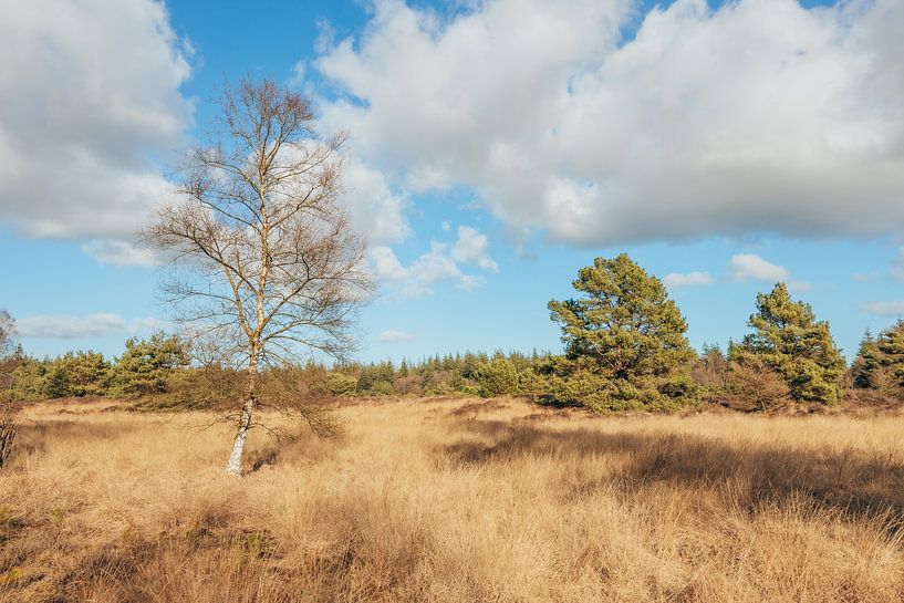 Wolken über der Moorlandschaft | Garderen, Niederlande von Wandeldingen