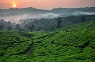 Teeplantage Nirmala Tea Estate - West Java, Indonesien von Martijn Smeets Miniaturansicht