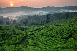 Nirmala Tea Estate - West Java, Indonesia by Martijn Smeets