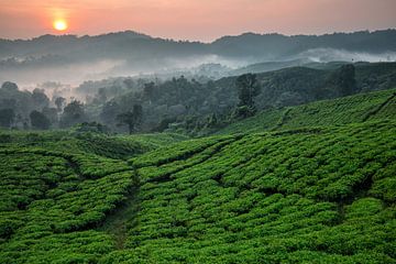 Theeplantage Nirmala Tea Estate - West-Java, Indonesië van Martijn Smeets