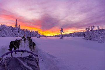 Husky tocht met schitterende zondsondergang in Salen Zweden van Kevin Pluk
