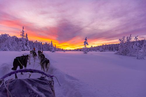 Husky tocht met schitterende zondsondergang in Salen Zweden