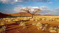 Boom bij rode zandduinen (Sosusvlei) in Namibië van Jan van Reij thumbnail
