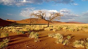 Boom bij rode zandduinen (Sosusvlei) in Namibië van Jan van Reij