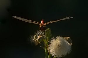 Blutrote Heidelibel auf einer toten Blume