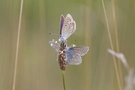 Vlinder by t de bruin