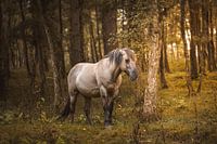 Cheval dans la forêt