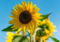 Zonnebloem