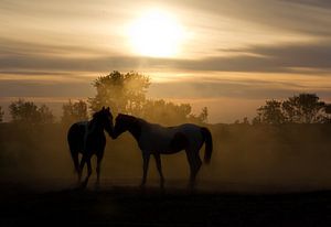 J'aime les chevaux sur Dennis van de Water