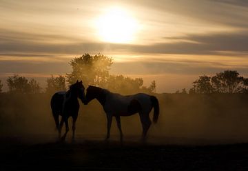 Love horses van Dennis van de Water