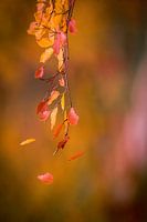 Vallende herfstbladeren