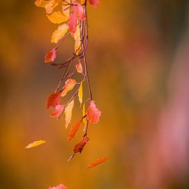 Vallende herfstbladeren van Marcel Bakker