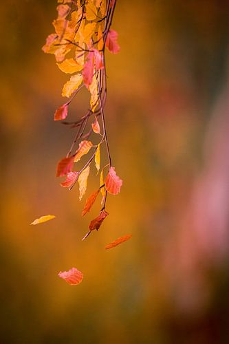 Fallende Herbstblätter