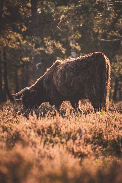 Schottischer Highlander in der Wezepschen Heide von S van Wezep