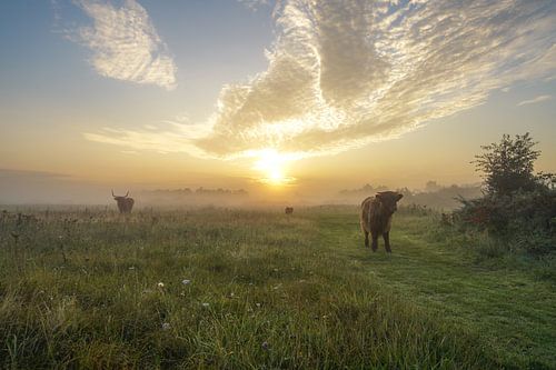 Dromen van de natuur