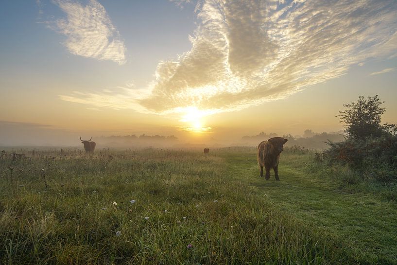 Dreaming of nature by Dirk van Egmond