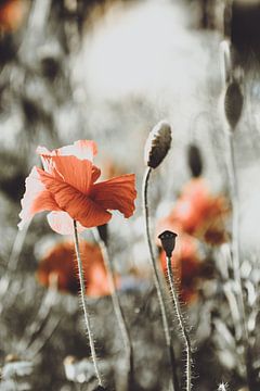 Red poppy with backlight by Melissa Peltenburg