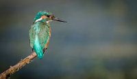 IJsvogel