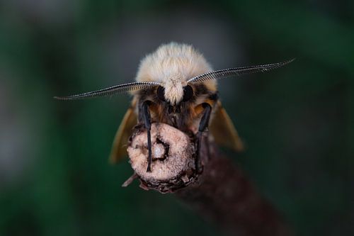 Gele tijger (spilarctia luteum)