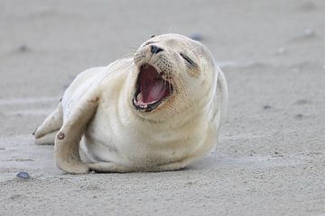 Sceau sur Rinnie Wijnstra (FotoAmeland )