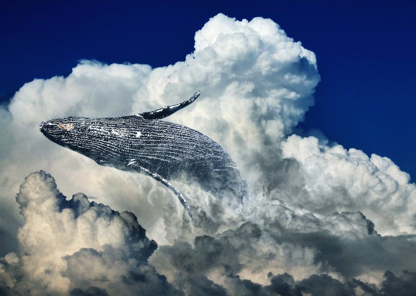 Wale in clouds von Sarah Richter