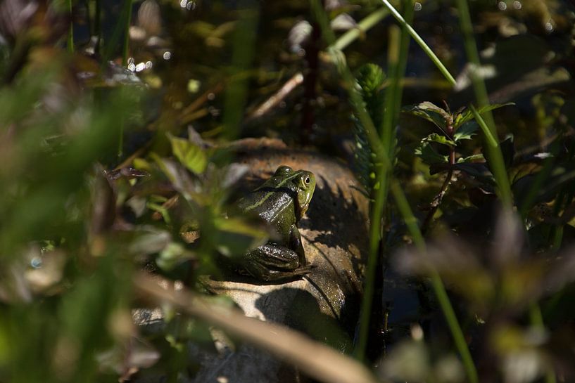Frog van Elise Manders